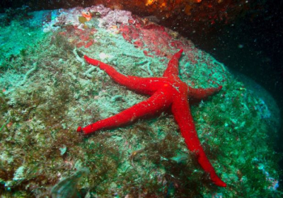 Agenzia/operatore Turistico Il Faro Diving Center